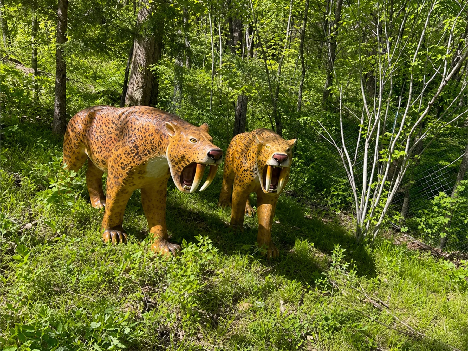 Two life-size prehistoric saber-toothed cats along the wooded walk-through trail